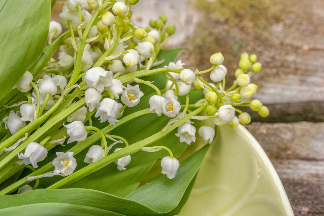  Shop by Fragrance: Lily of the Valley