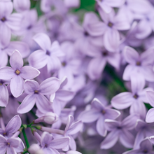  Lilac Bloom