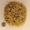 Sea Sponge (Hand harvested)