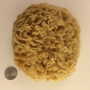 Sea Sponge (Hand harvested)